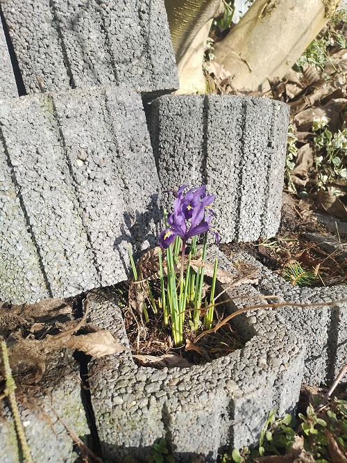`i`Iris reticulata`i` M.Bieb. (0)