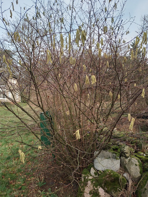 `i`Corylus avellana`i` L. (0)