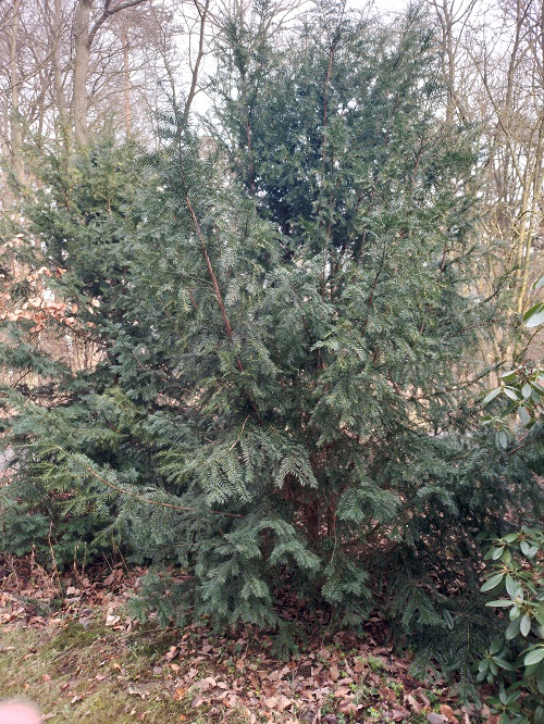 `i`Taxus baccata`i` L. (0)