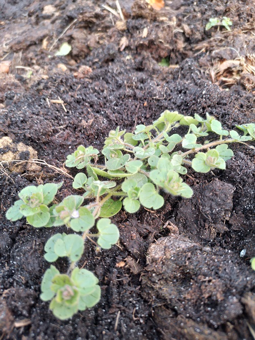 `i`Veronica hederifolia`i` L. (0)