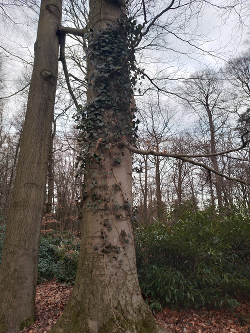 `i`Hedera hibernica`i` Poit. (0)
