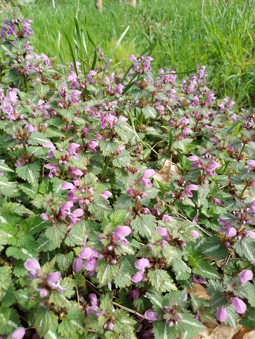 `ì`Lamium maculatum`i` L. (0)