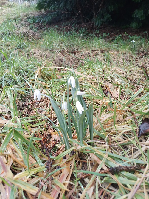 `i`Galanthus nivalis`i` L. (0)
