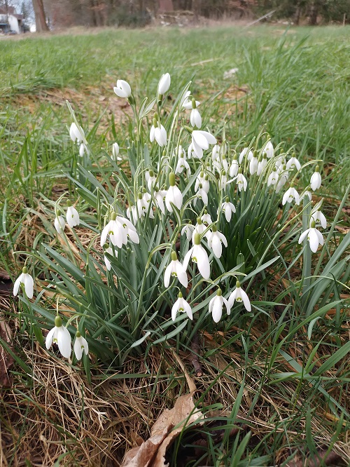`i`Galanthus nivalis`i` L. (1)