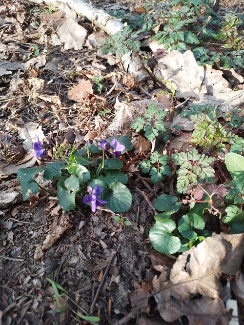 `i`Viola odorata`i` L. (1)