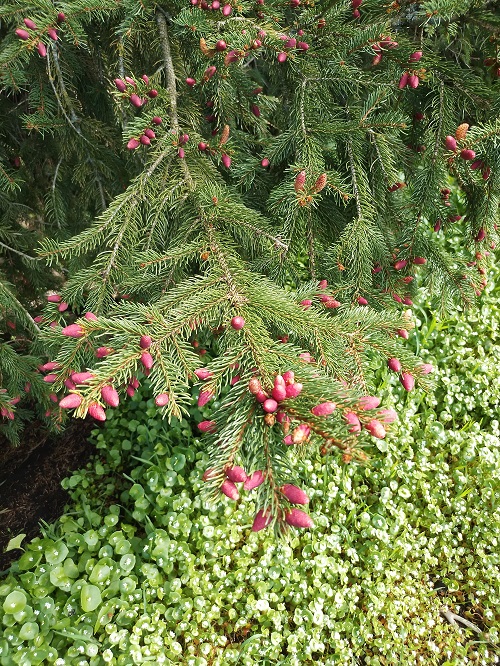 `i`Picea abies`i` (L.) H. Karst. (0)