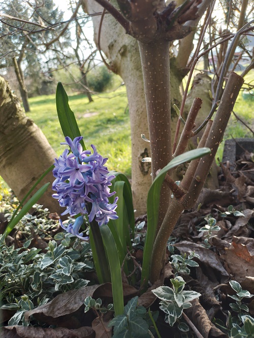 `i`Hyacinthus orientalis`i` L. (0)