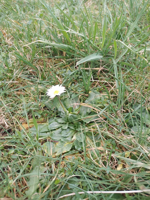 `i`Bellis perennis`i` L. (0)