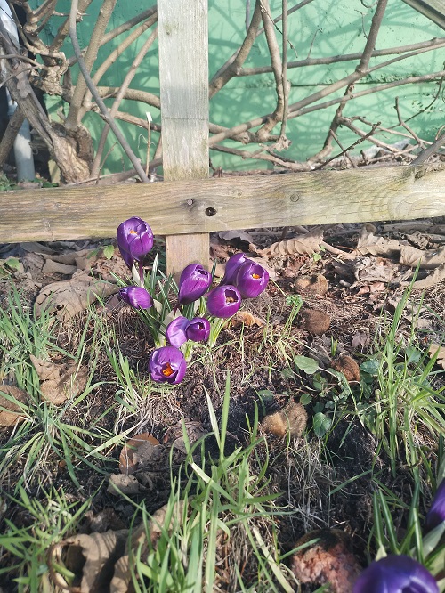 `i`Crocus vernus`i` (L.) Hill (0)