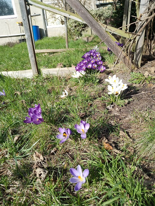 `i`Crocus vernus`i` (L.) Hill (1)