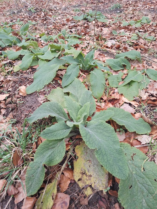`i`Digitalis purpurea`i` L. (0)