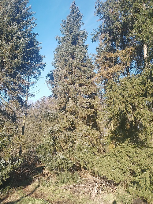 `i`Picea sitchensis`i` (Bong.) Carr. (0)