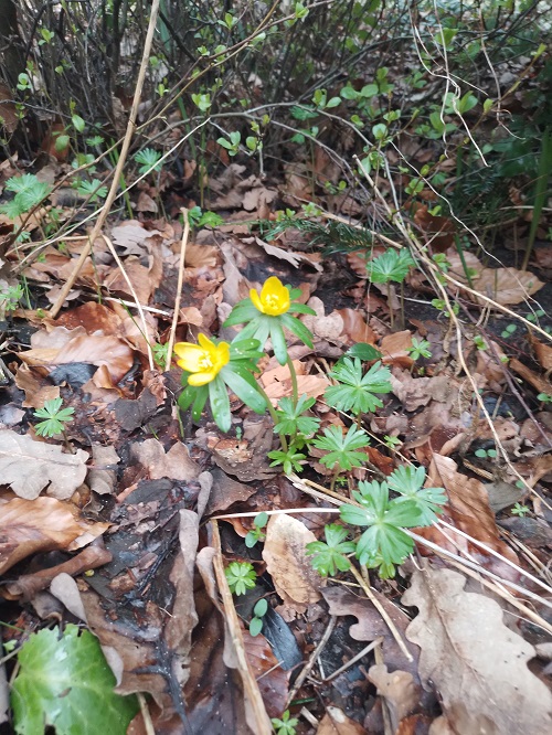 `i`Eranthis hyemalis`i` Salisb. (0)