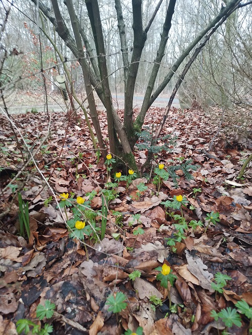 `i`Eranthis hyemalis`i` Salisb. (1)